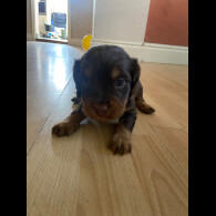 Cocker Spaniel (Working &amp; Show) - Both
