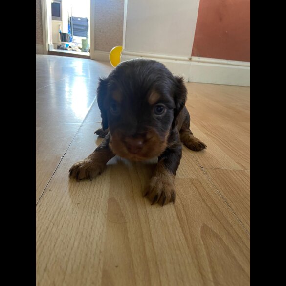 Cocker Spaniel (Working &amp; Show) - Both