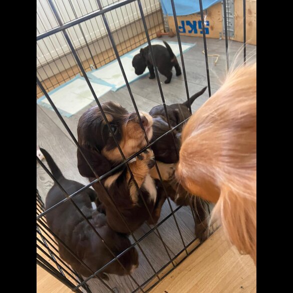 Cocker Spaniel (Working &amp; Show) - Both