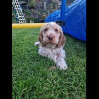 Cocker Spaniel (Working &amp; Show) - Dogs