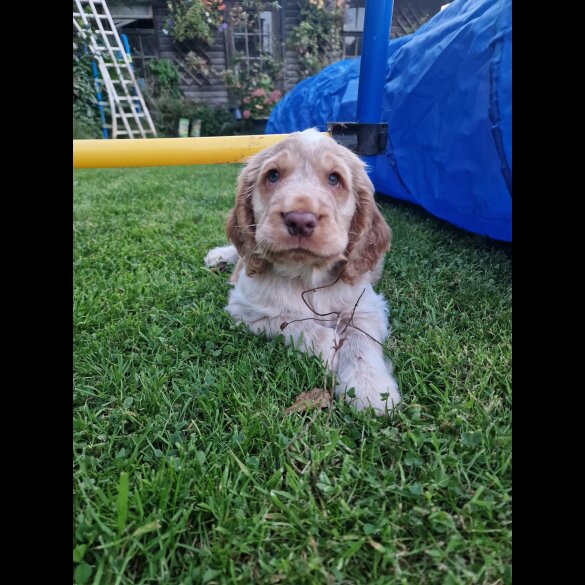 Cocker Spaniel (Working &amp; Show) - Dogs