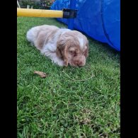 Cocker Spaniel (Working &amp; Show) - Dogs