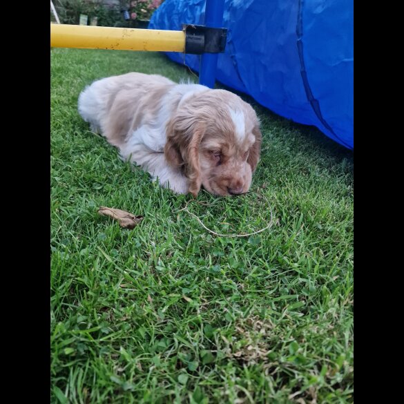 Cocker Spaniel (Working &amp; Show) - Dogs
