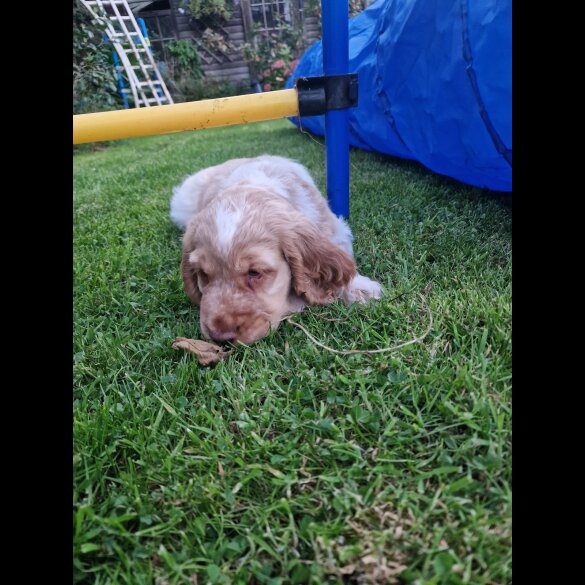 Cocker Spaniel (Working &amp; Show) - Dogs