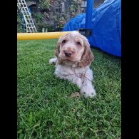 Cocker Spaniel (Working &amp; Show) - Dogs