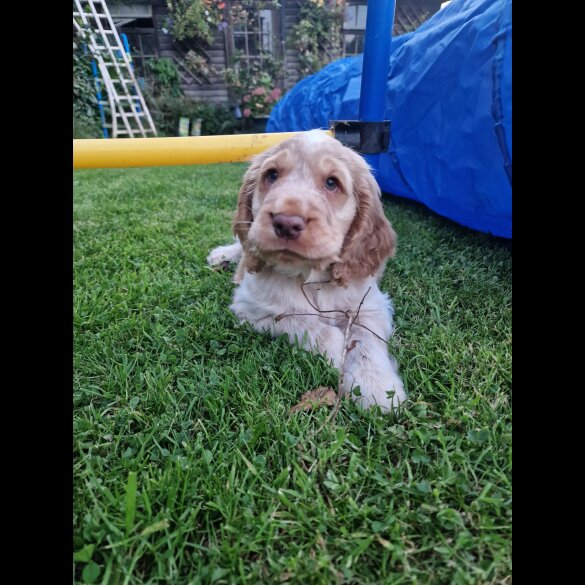 Cocker Spaniel (Working &amp; Show) - Dogs