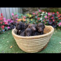 Cocker Spaniel (Working &amp; Show) - Both
