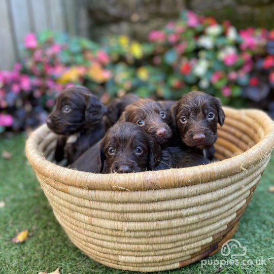 Cocker Spaniel Working Show puppies for Sale near me in Tarvin Sands Cheshire Puppies
