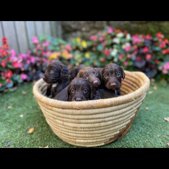 Cocker Spaniel (Working &amp; Show) - Both