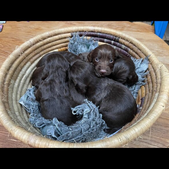 Cocker Spaniel (Working &amp; Show) - Both