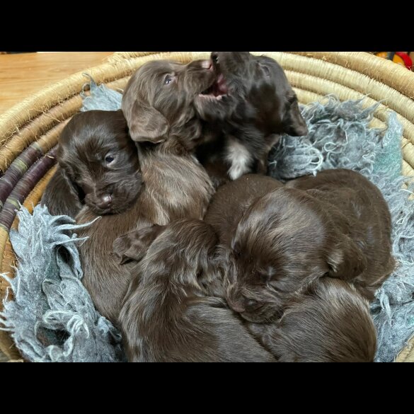 Cocker Spaniel (Working &amp; Show) - Both