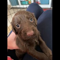 Cocker Spaniel (Working &amp; Show) - Both