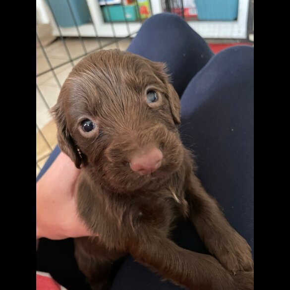 Cocker Spaniel (Working &amp; Show) - Both