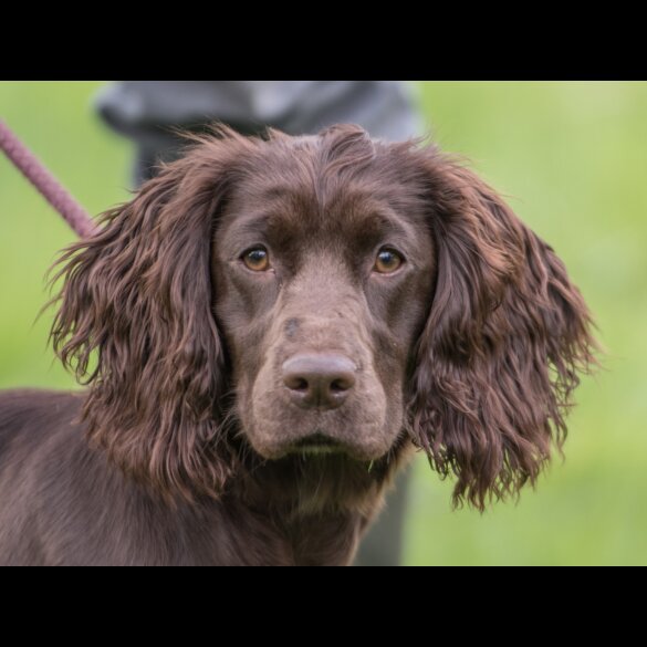 Cocker Spaniel (Working &amp; Show) - Both