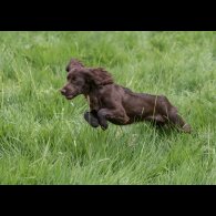 Cocker Spaniel (Working &amp; Show) - Both