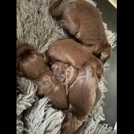 Cocker Spaniel (Working &amp; Show) - Both