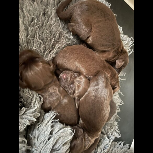 Cocker Spaniel (Working &amp; Show) - Both