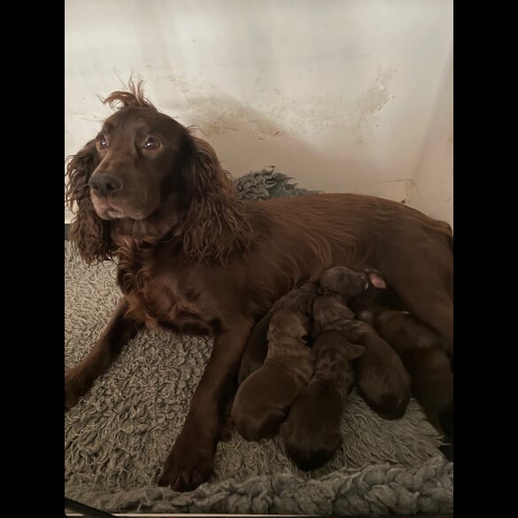 Cocker Spaniel (Working &amp; Show) - Both