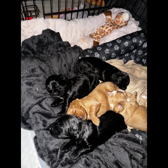 Cocker Spaniel (Working &amp; Show) - Both