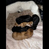 Cocker Spaniel (Working &amp; Show) - Both