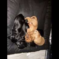 Cocker Spaniel (Working &amp; Show) - Both