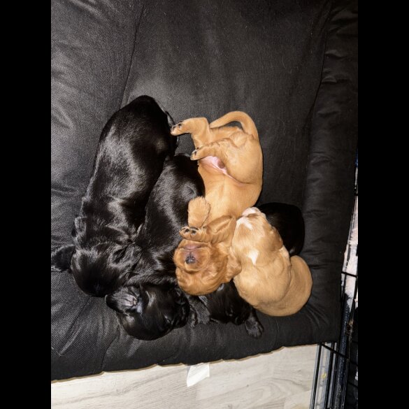 Cocker Spaniel (Working &amp; Show) - Both