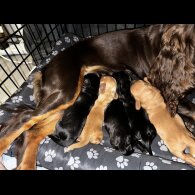 Cocker Spaniel (Working &amp; Show) - Both