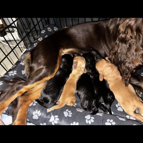 Cocker Spaniel (Working &amp; Show) - Both