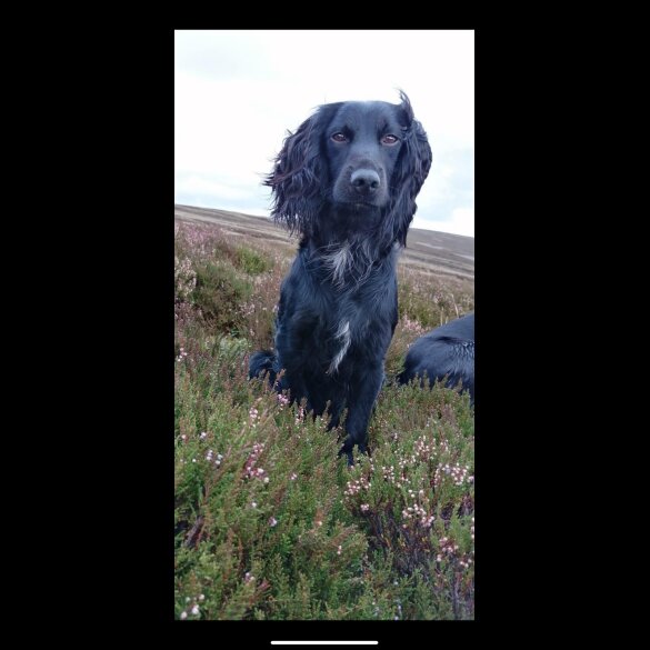 Cocker Spaniel (Working &amp; Show) - Both