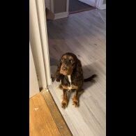 Cocker Spaniel (Working &amp; Show) - Both