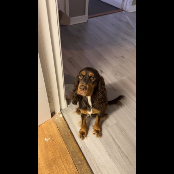 Cocker Spaniel (Working &amp; Show) - Both