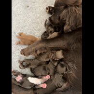 Cocker Spaniel (Working &amp; Show) - Bitches