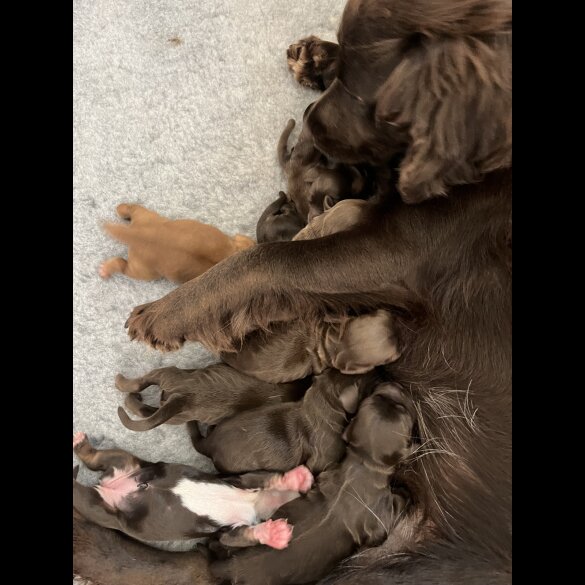 Cocker Spaniel (Working &amp; Show) - Bitches