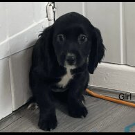 Cocker Spaniel (Working &amp; Show) - Both