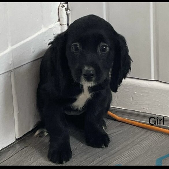 Cocker Spaniel (Working &amp; Show) - Both