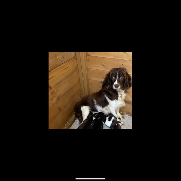 Cocker Spaniel (Working &amp; Show) - Both