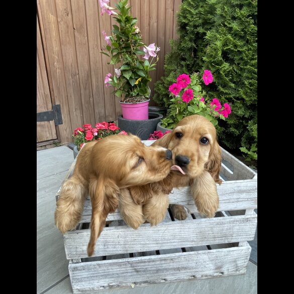 Cocker Spaniel (Working &amp; Show) - Both