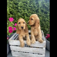 Cocker Spaniel (Working &amp; Show) - Both
