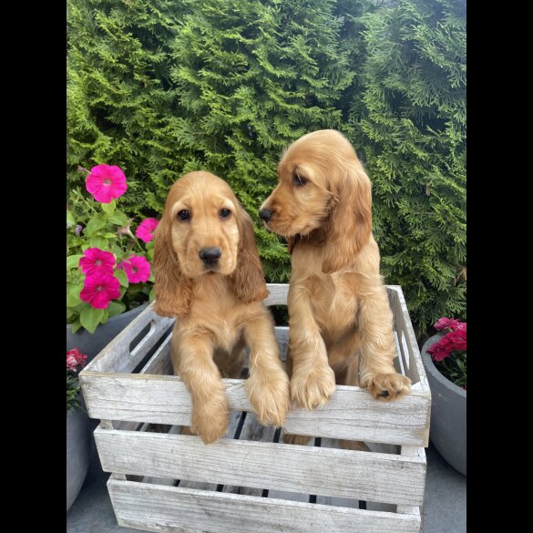 Cocker Spaniel (Working &amp; Show) - Both