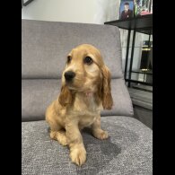 Cocker Spaniel (Working &amp; Show) - Both