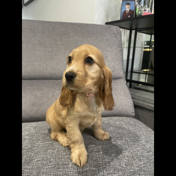 Cocker Spaniel (Working &amp; Show) - Both