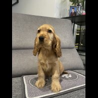 Cocker Spaniel (Working &amp; Show) - Both
