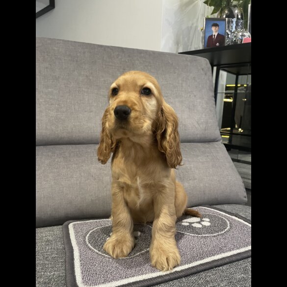 Cocker Spaniel (Working &amp; Show) - Both