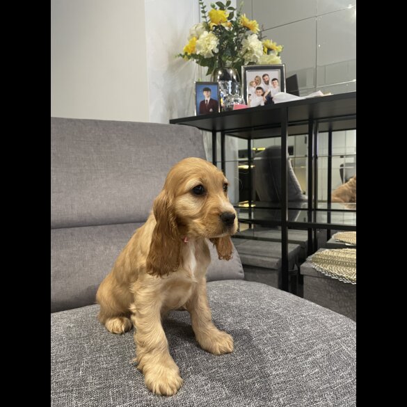 Cocker Spaniel (Working &amp; Show) - Both