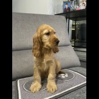 Cocker Spaniel (Working &amp; Show) - Both
