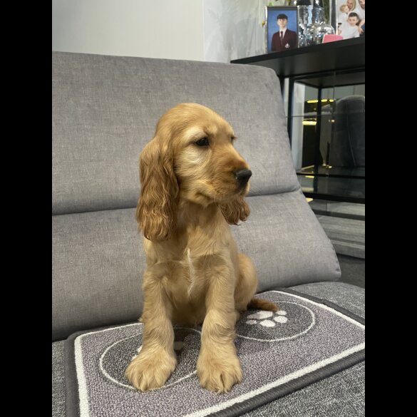 Cocker Spaniel (Working &amp; Show) - Both