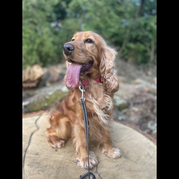 Cocker Spaniel (Working &amp; Show) - Both