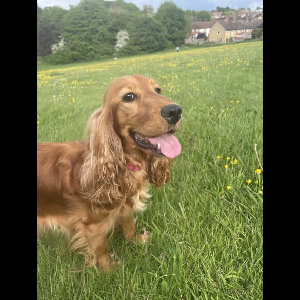 Cocker Spaniel (Working &amp; Show) - Both