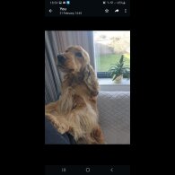 Cocker Spaniel (Working &amp; Show) - Both