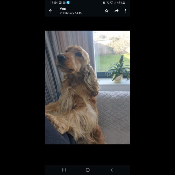 Cocker Spaniel (Working &amp; Show) - Both